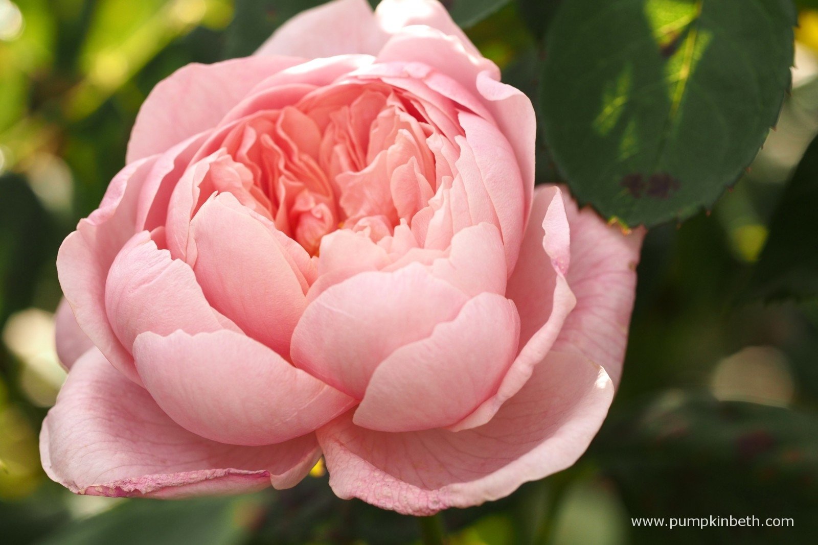 Rosa 'The Alnwick Rose' Pumpkin Beth