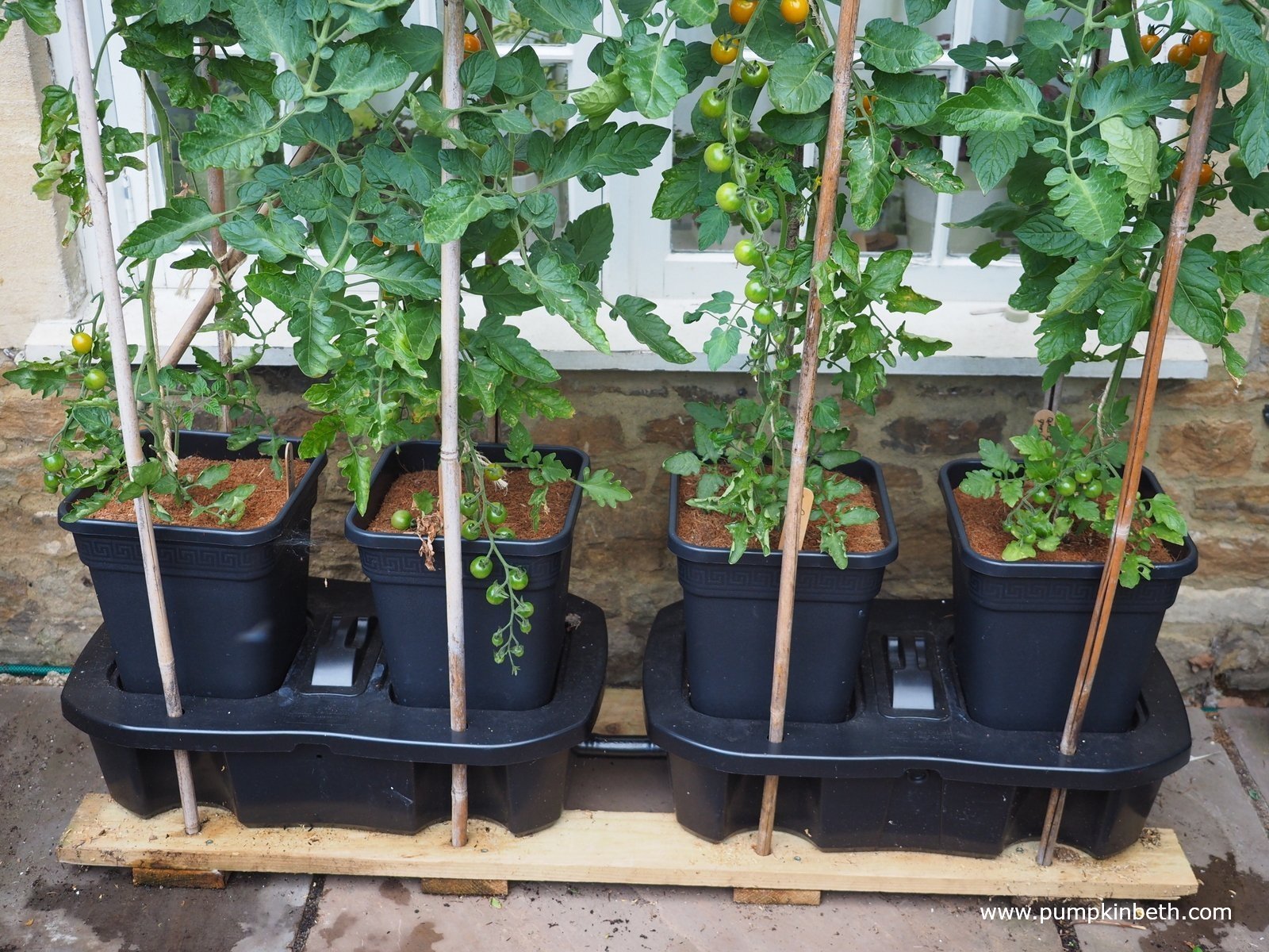 The Quadgrow Self Watering Planter Pumpkin Beth