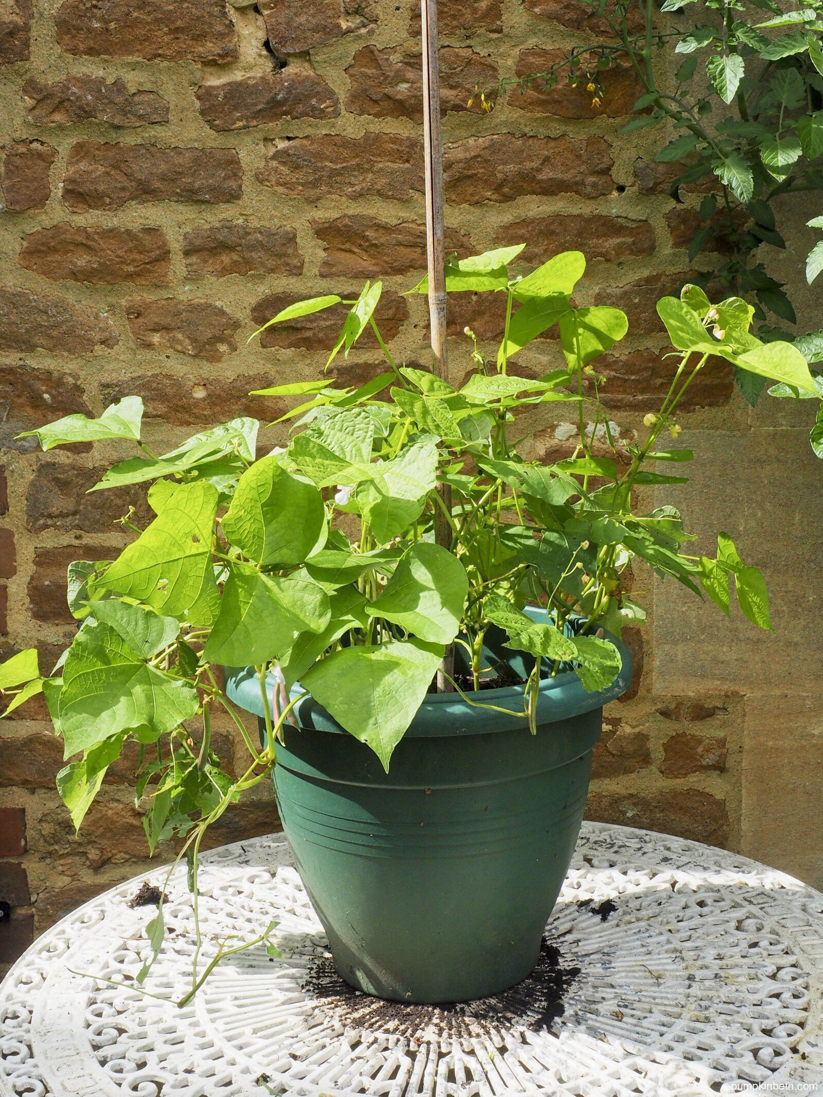 Compost Trial Growing Dwarf French Beans Pumpkin Beth