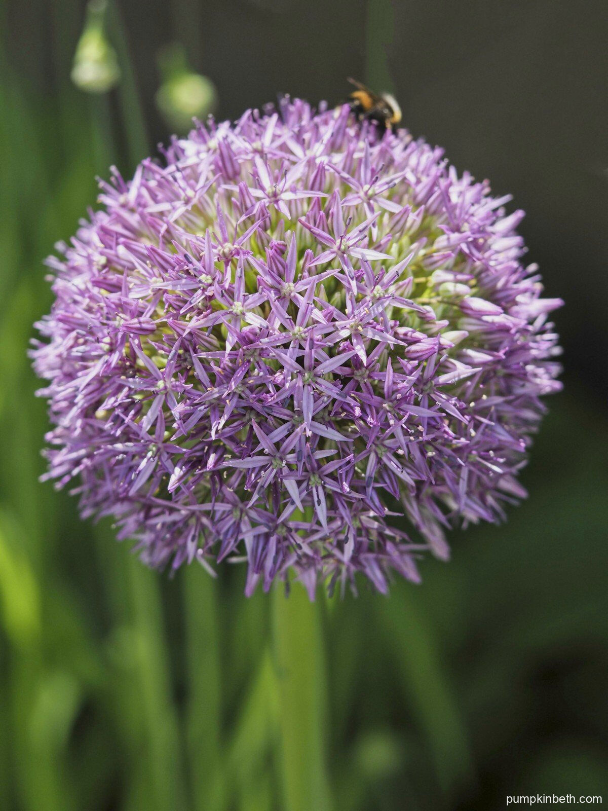Allium 'Globemaster' Pumpkin Beth