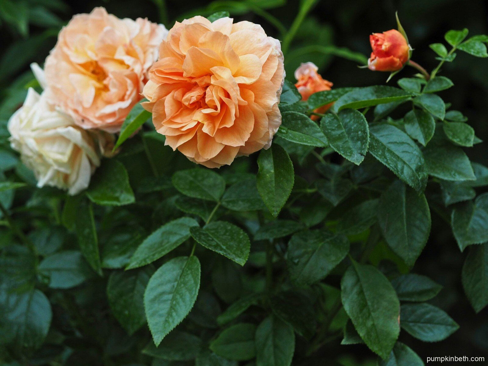 ‘It’s a Wonderful Life’ Rose of the Year 2022! Pumpkin Beth