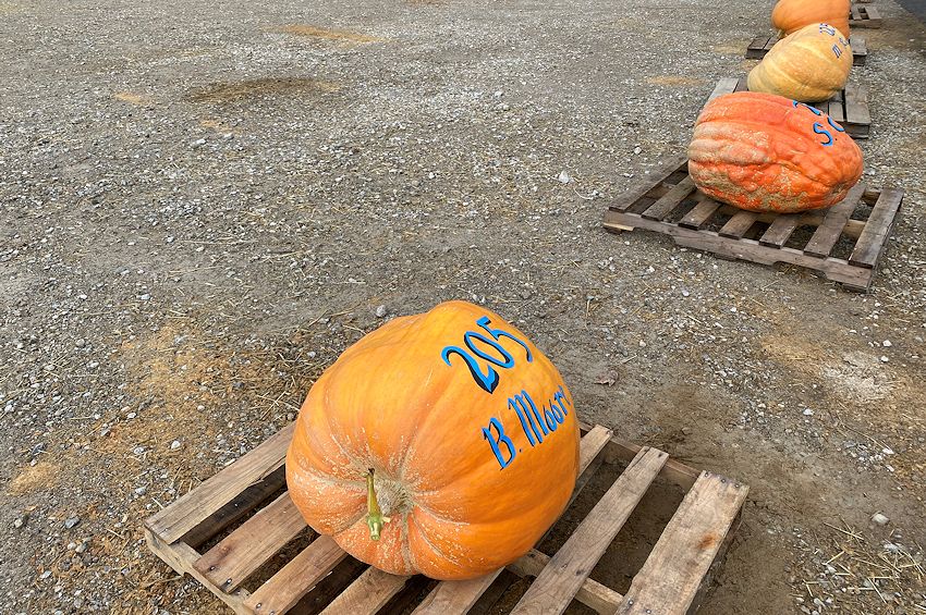 Pumpkin Show 2023 The Official Circleville Pumpkin Show Website