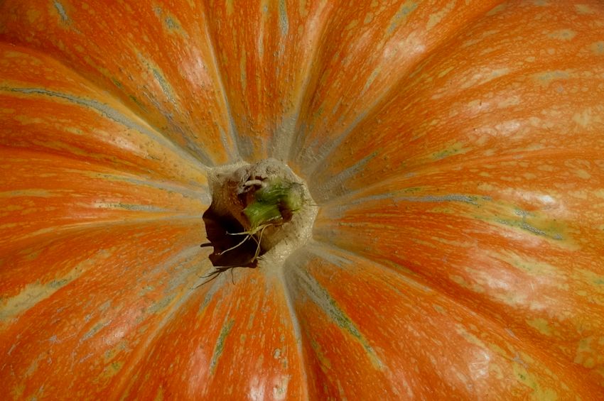 Pumpkin Show Circleville Ohio 2023 The Official Circleville Pumpkin Show Website