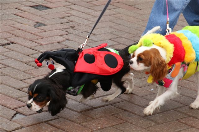 circleville pumpkin festival dates 2023 The Official Circleville Pumpkin Show Website