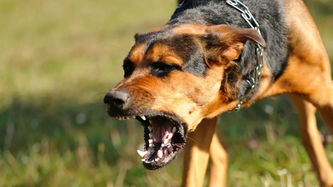 Dangerous Dogs Wirral Safeguarding Children Partnership