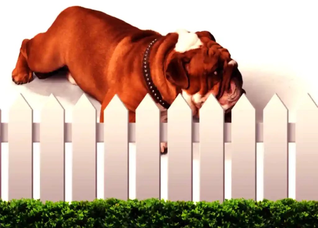 How To Stop Dogs From Digging Under The Fence? Puppies Diary