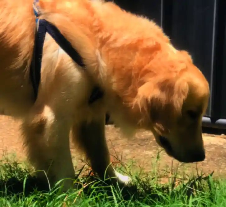 What Should I Do If My Dog Eats Garlic? Puppies Diary