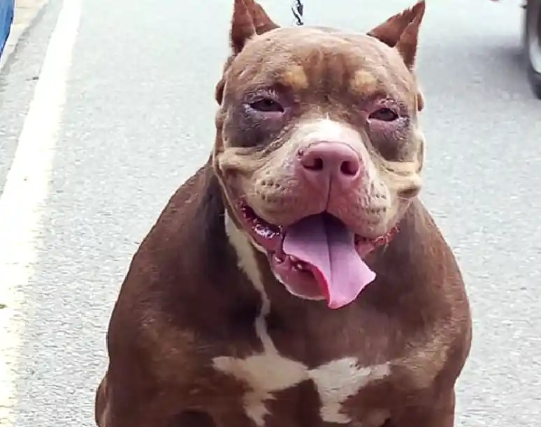 Why Does My Dog Attack Me For No Reason? Puppies Diary