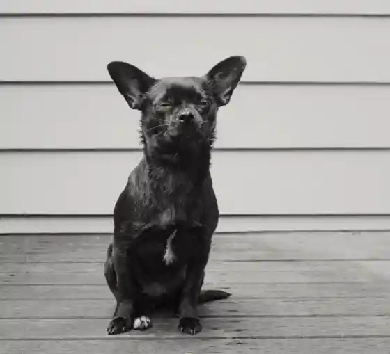 Why Does My Dog Fall Asleep Sitting Up Or Standing? Puppies Diary