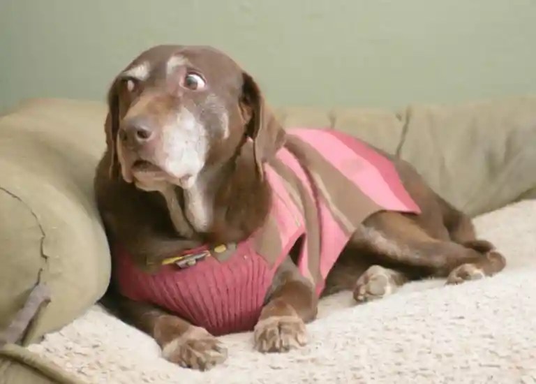 Why Does My Dog Wake Up When I Move? Puppies Diary