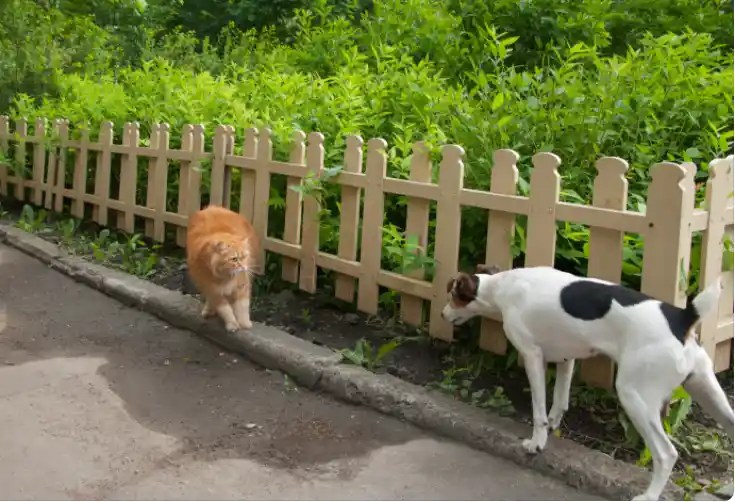 Why Are Cats Scared Of Dogs? Puppies Diary