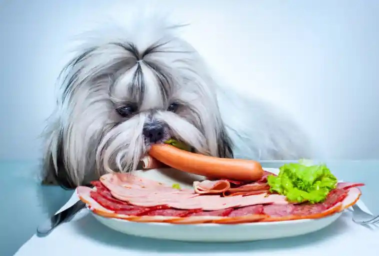 Why Do Dogs Get So Excited For Human Food? Puppies Diary