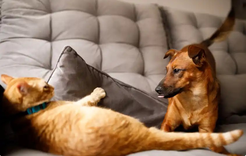 Can A Cat Kill A Dog? Puppies Diary