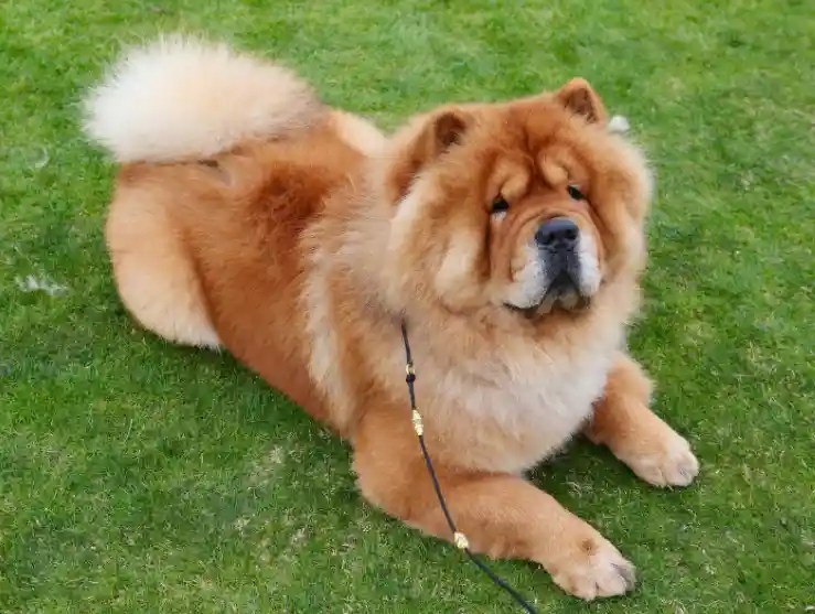 How Dangerous Can A Chow Chow Dog Be? Puppies Diary