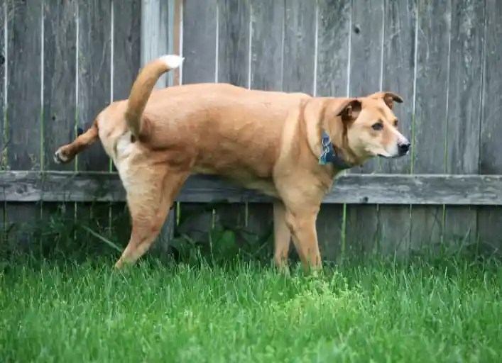 What Causes Bright Yellow Urine In Dogs? Puppies Diary