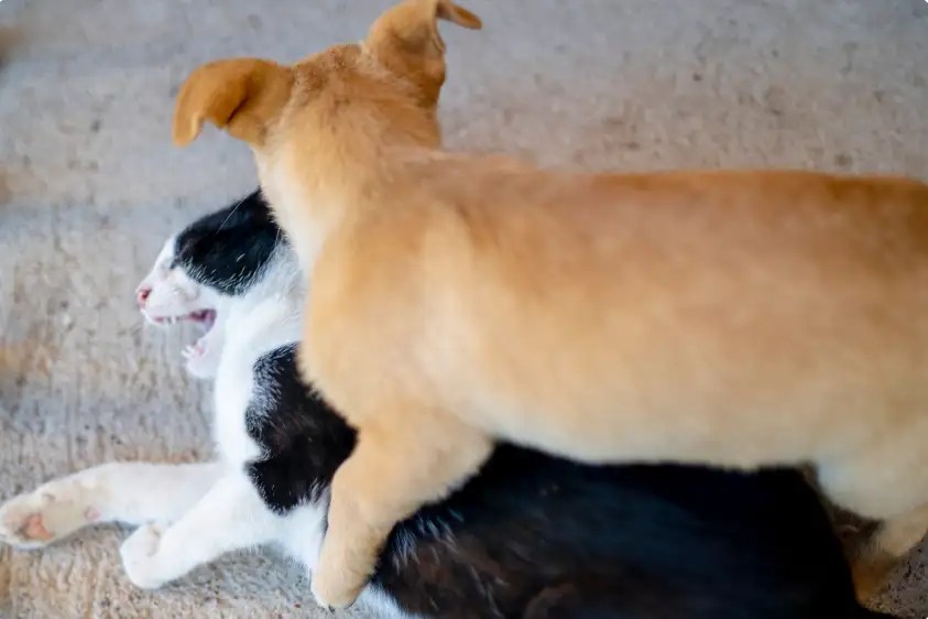 Can A Cat Kill A Dog? Puppies Diary