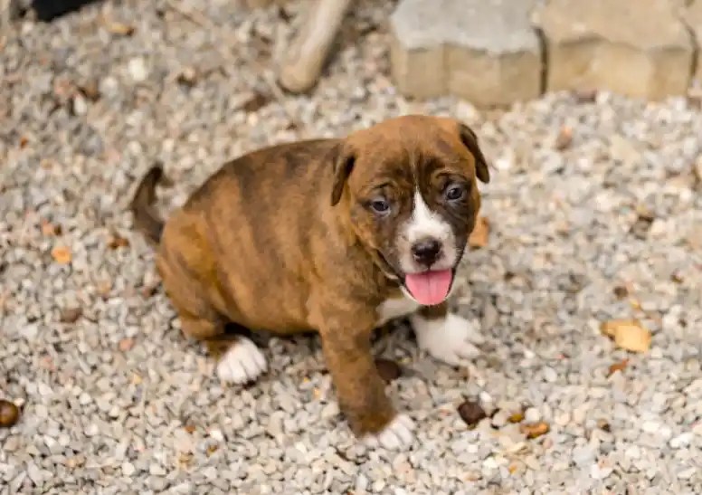 What Are Some Tips To Train 6WeekOld Pit Bull Puppies? Puppies Diary