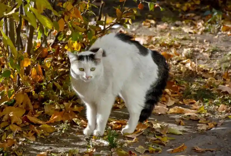 Why Are Cats Scared Of Dogs? Puppies Diary