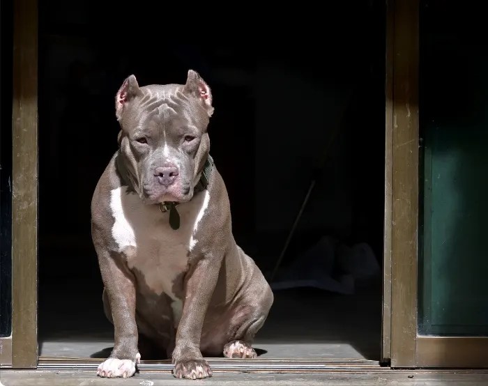 Why Are Some Pit Bulls More Muscular Than Others? Puppies Diary