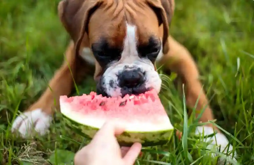 Why Do Dogs Get So Excited For Human Food? Puppies Diary