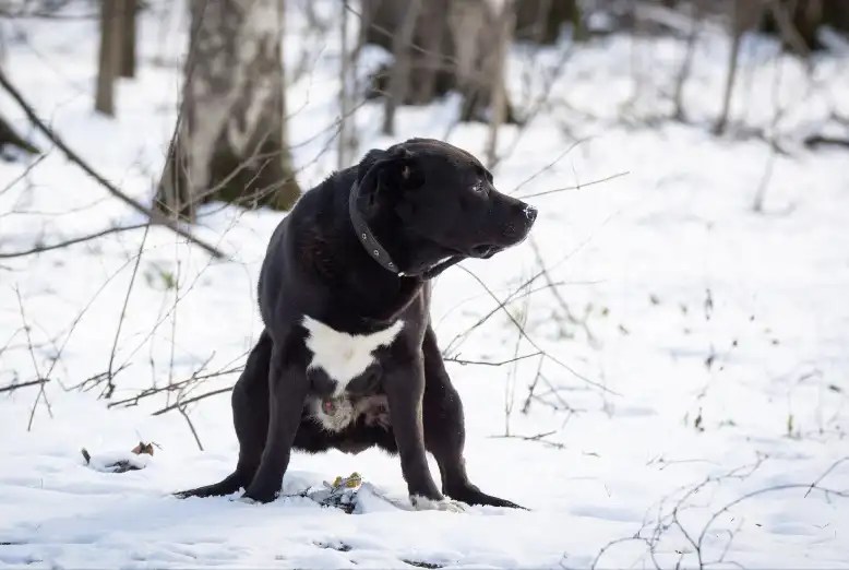 Why Is My Dog Not Eating And Not Pooping at Ernest Schuler blog