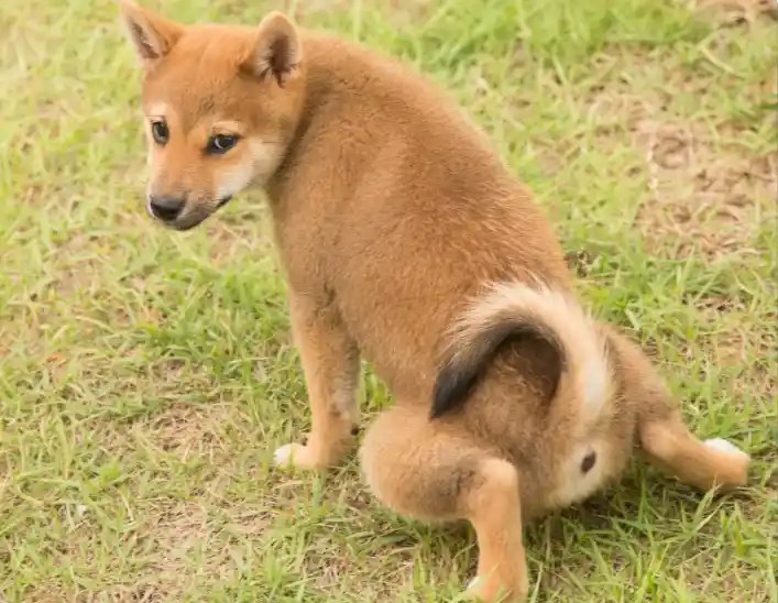 Why Is My Female Puppy Peeing Every 5 Minutes? [Vet Tips & Advice