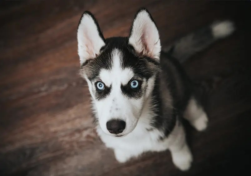 What Is The Demeanor Of An 8WeekOld Husky Puppy? Tips & Tricks