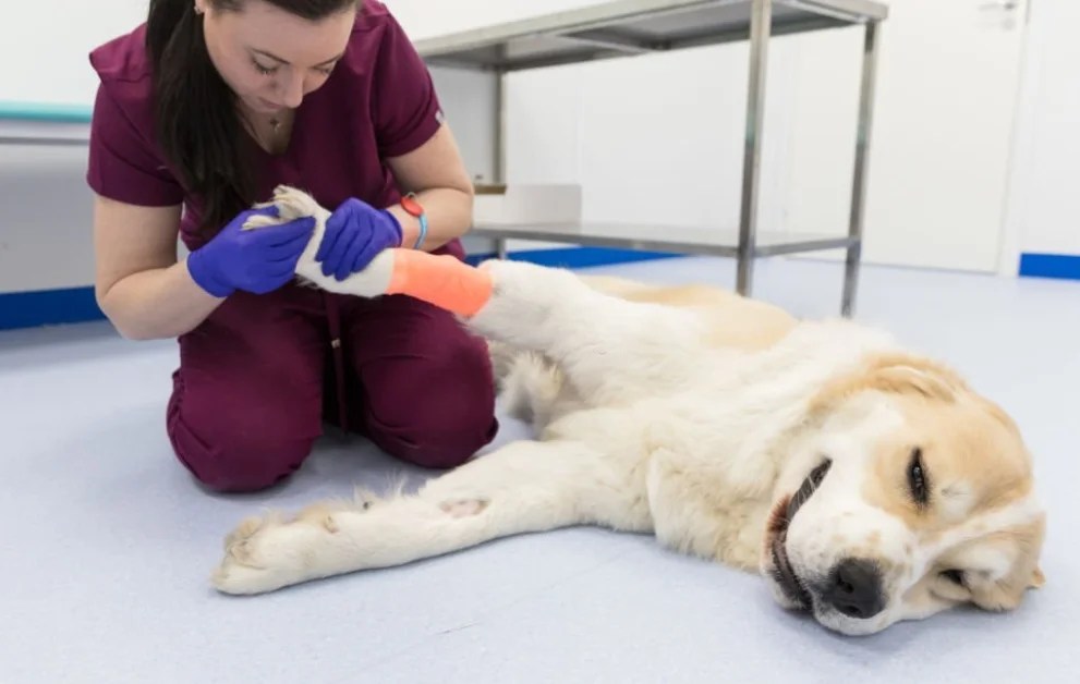How Can I Treat My Dog's Dislocated Leg? [Best Vet Advice] Puppies Diary