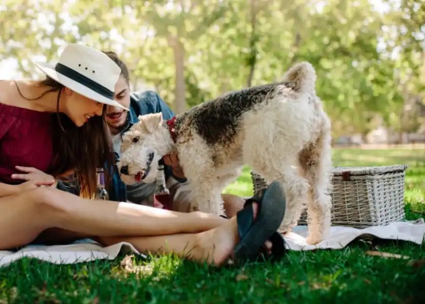 Why Does My Dog Hump Me Only During My Period? [Hidden Truth] Puppies