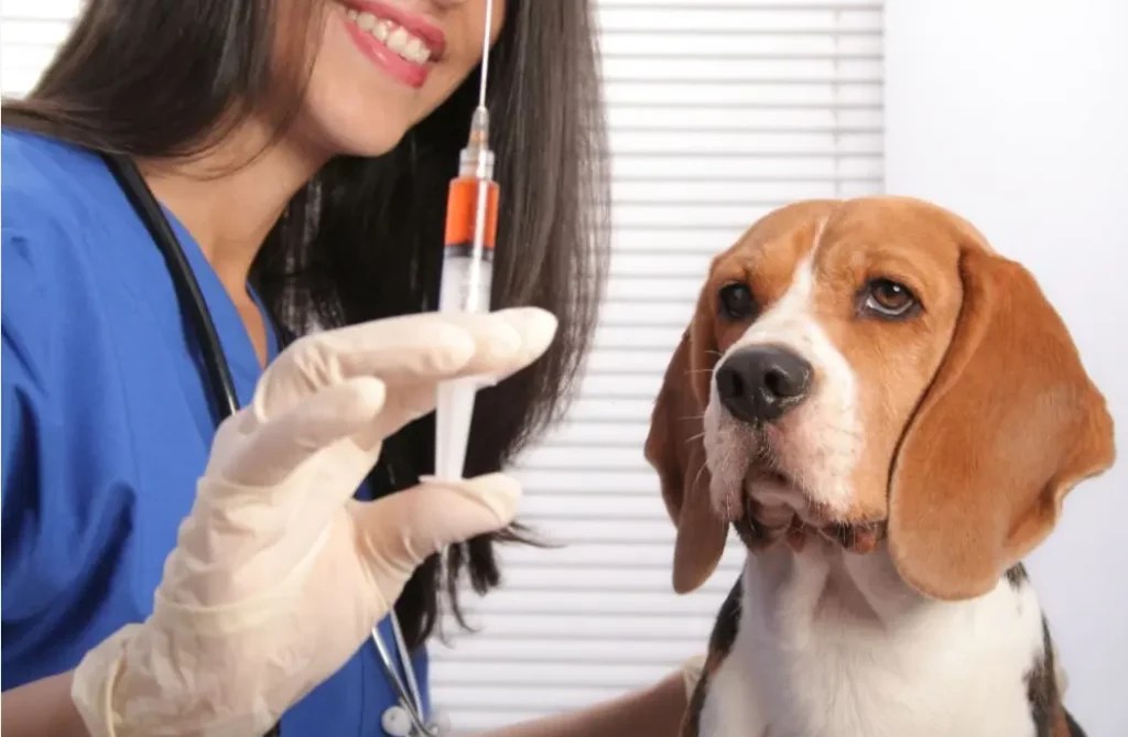 What Can I Give My Dog For Pain After Shots? Puppies Diary