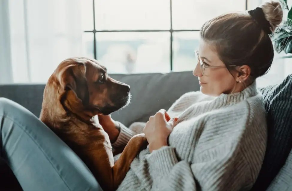 Do Dogs Know When You Are Sick? [5 Amazing Facts] Puppies Diary