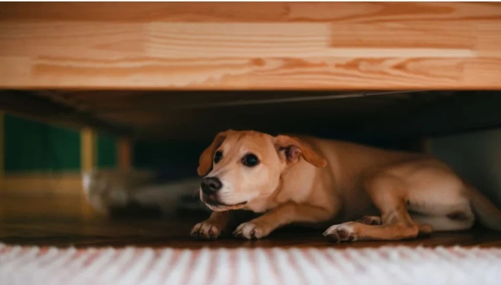 How Long Will A Dog Hide If Scared? [3 Things To Do] Puppies Diary