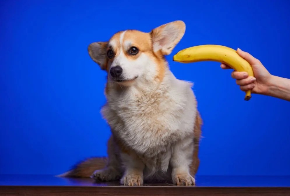 Can Dogs Eat Bananas? 5 Tips From Expert Puppies Diary