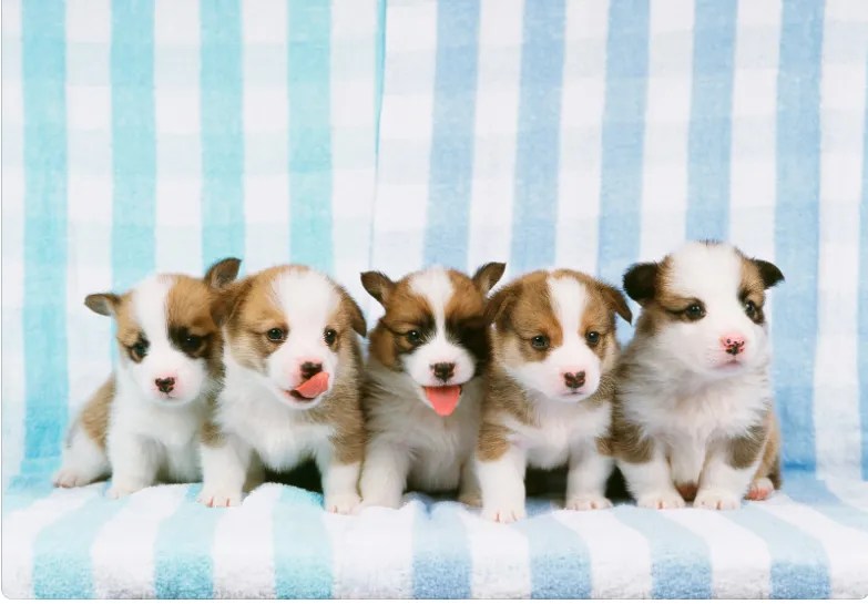 Why Does My Dog Keep Moving Her Puppies? [ 5 Reason & Solution