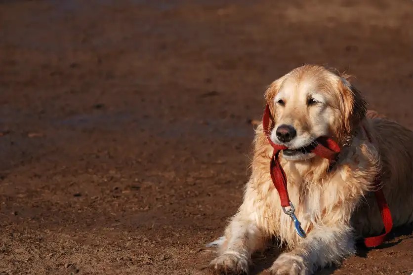 Why Does My Dog Not Like Me But Like Everyone Else? 5 Reasons & Vet