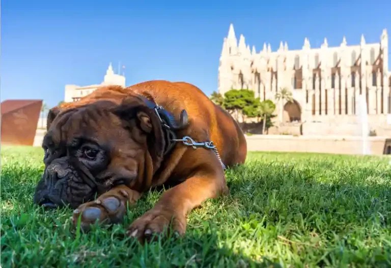 Why Does My Dog Like To Eat Sanitary Napkins From The Trash? [3 Reasons