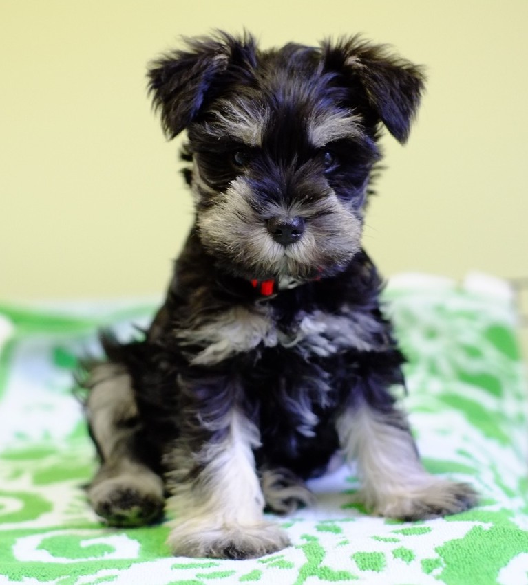 Puppies on the Bridge