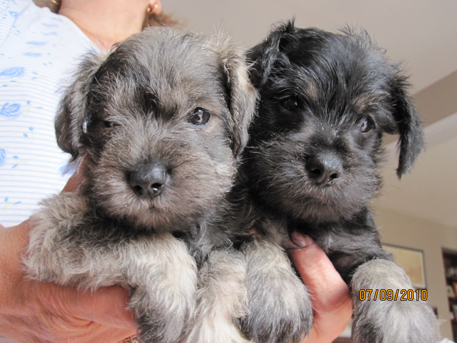 Toy Schnauzer Breeders In Ontario Wow Blog