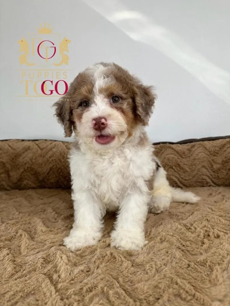 Puppies Near Me Puppies for Sale (305) 2627310