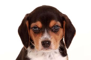 Luna Puppy Area