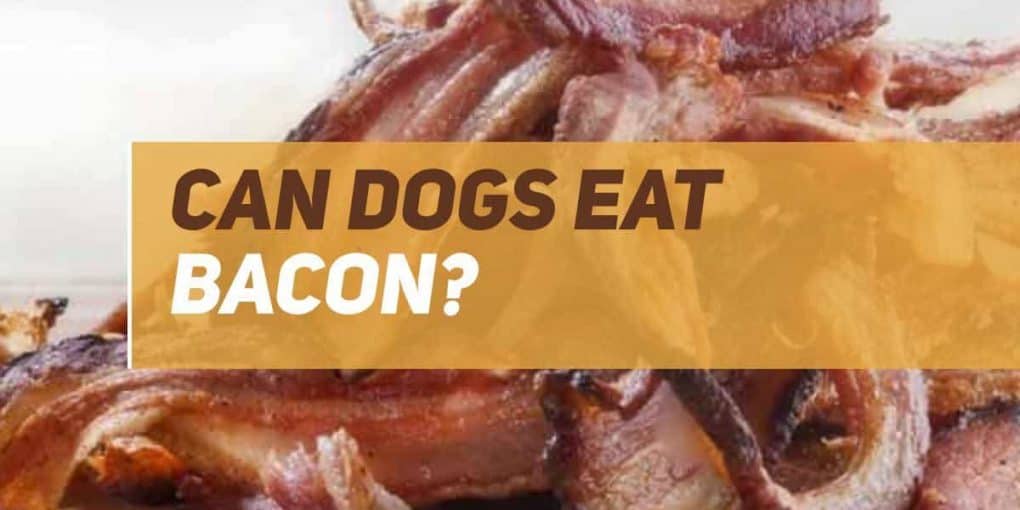 Can Dogs Eat Bacon? PUPPYFAQS