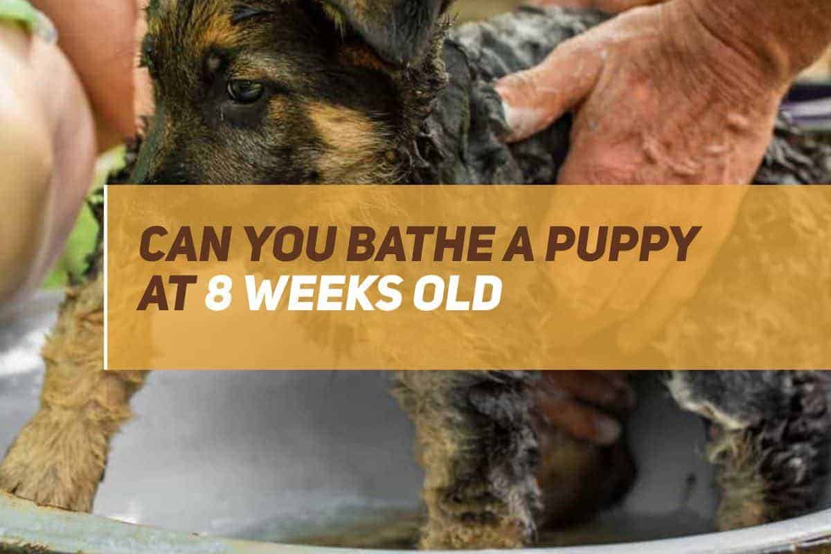 What Can I Bathe My Puppy In at Christine Miner blog