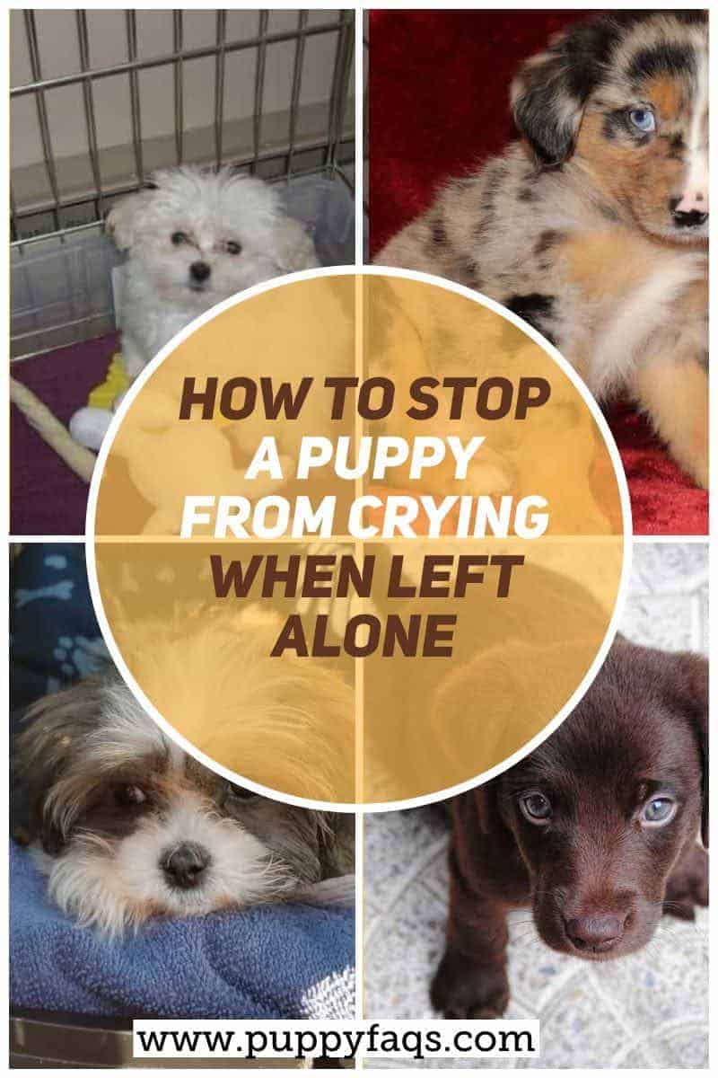 How To Stop A Puppy From Crying When Left Alone? PUPPYFAQS