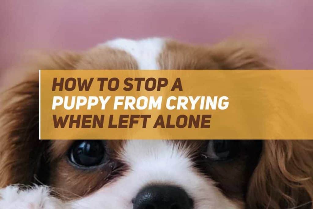 How To Stop A Puppy From Crying When Left Alone? PUPPYFAQS