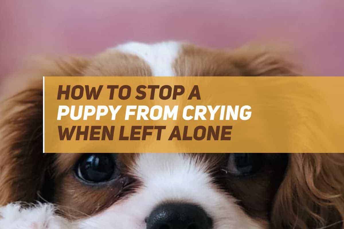 How To Stop A Puppy From Crying When Left Alone? PUPPYFAQS