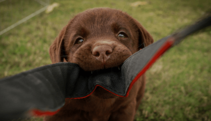3 Simple Ways To Stop Your Puppy From Biting - Puppy Leaks