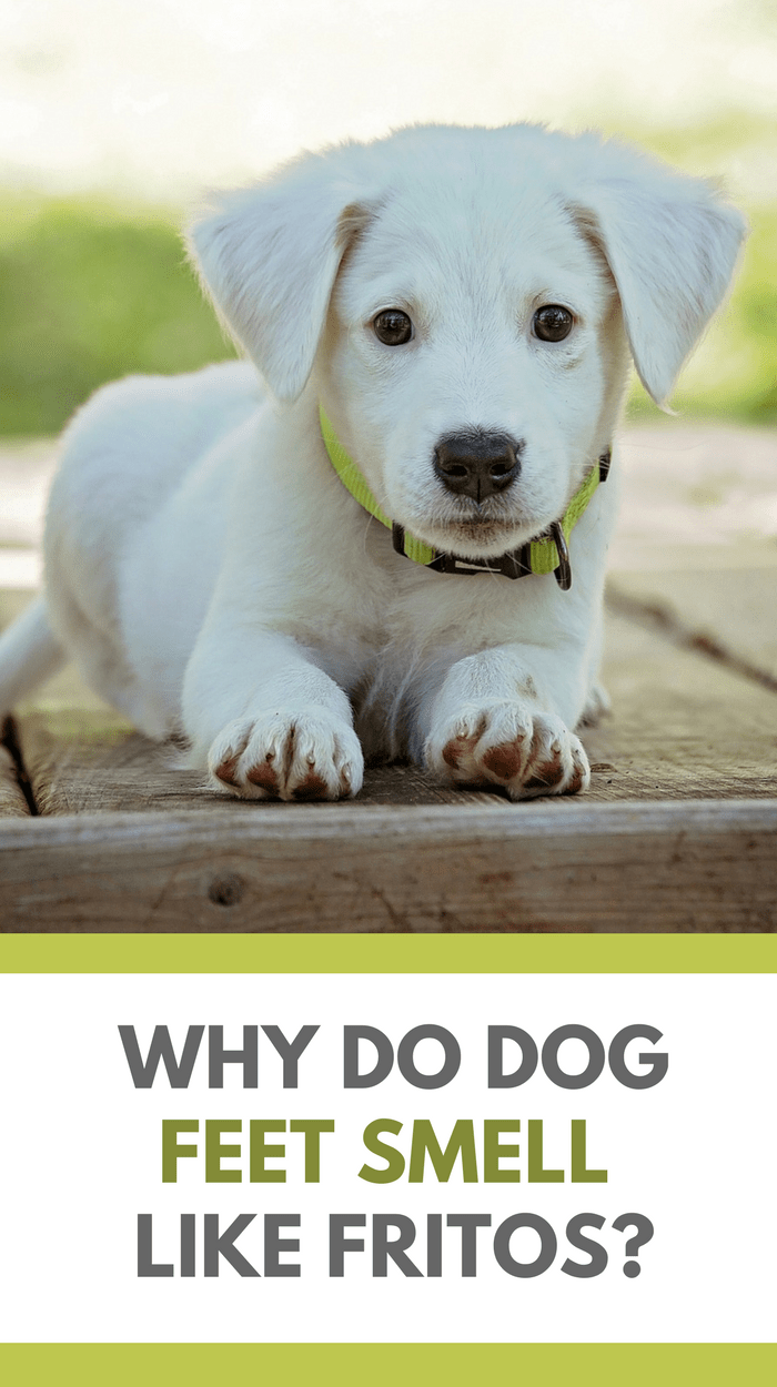 Why Do Dogs Feet Smell Like Chips