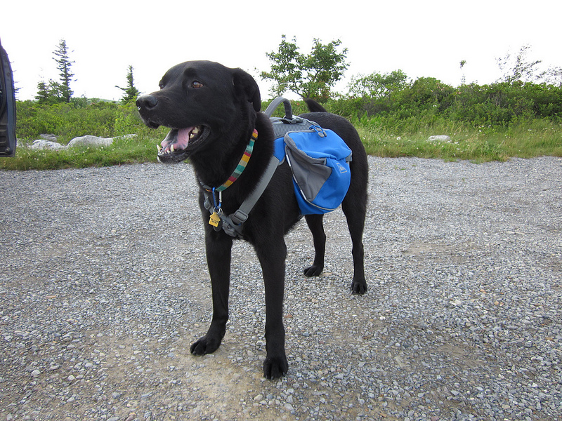 Kyjen Outward Hound Dog Backpack Review Puppy Leaks
