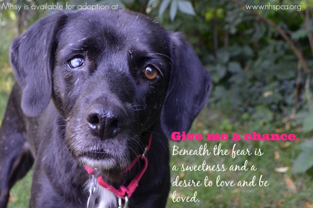 6 Tips For Effective Animal Networking Puppy Leaks