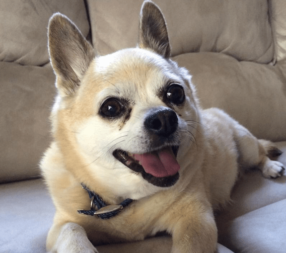The sweet chihuahua looks for an eternal home